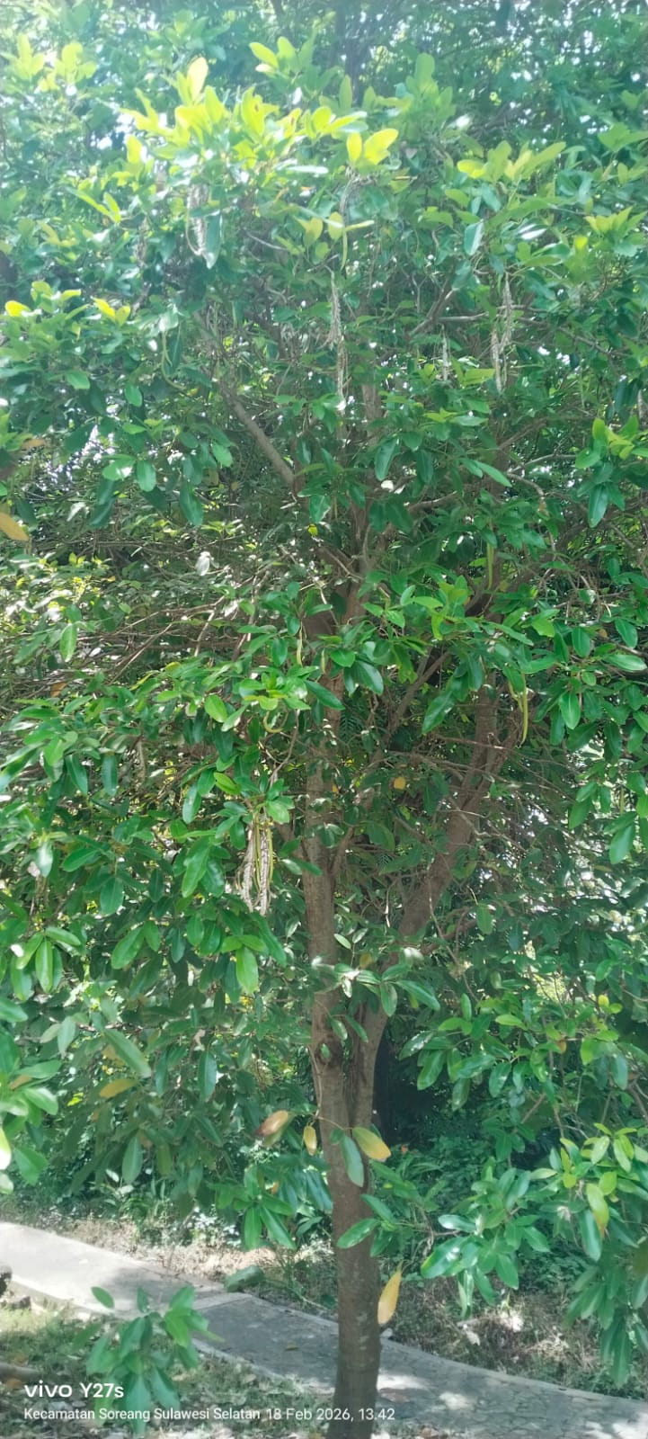 Lagerstroemia speciosa (L) Pers., ( Bungur )