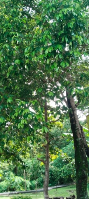 Mimusops elengi L ( Tanjung )