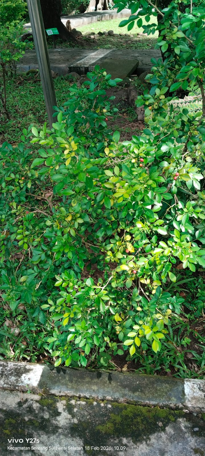 Murraya exotica (L.) ( kemuning )