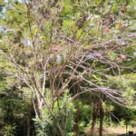 Nerium oleander ( kembang mentega/ bunga jepung )