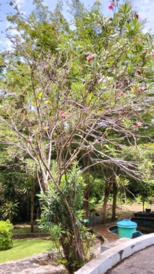 Nerium oleander ( kembang mentega/ bunga jepung )