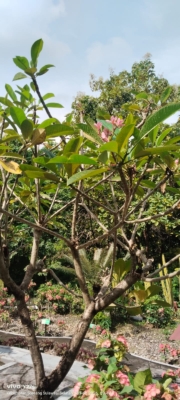 Plumeria rubra ( bunga kamboja )