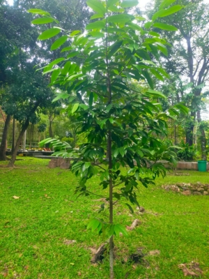 Polyalthia lateriflora