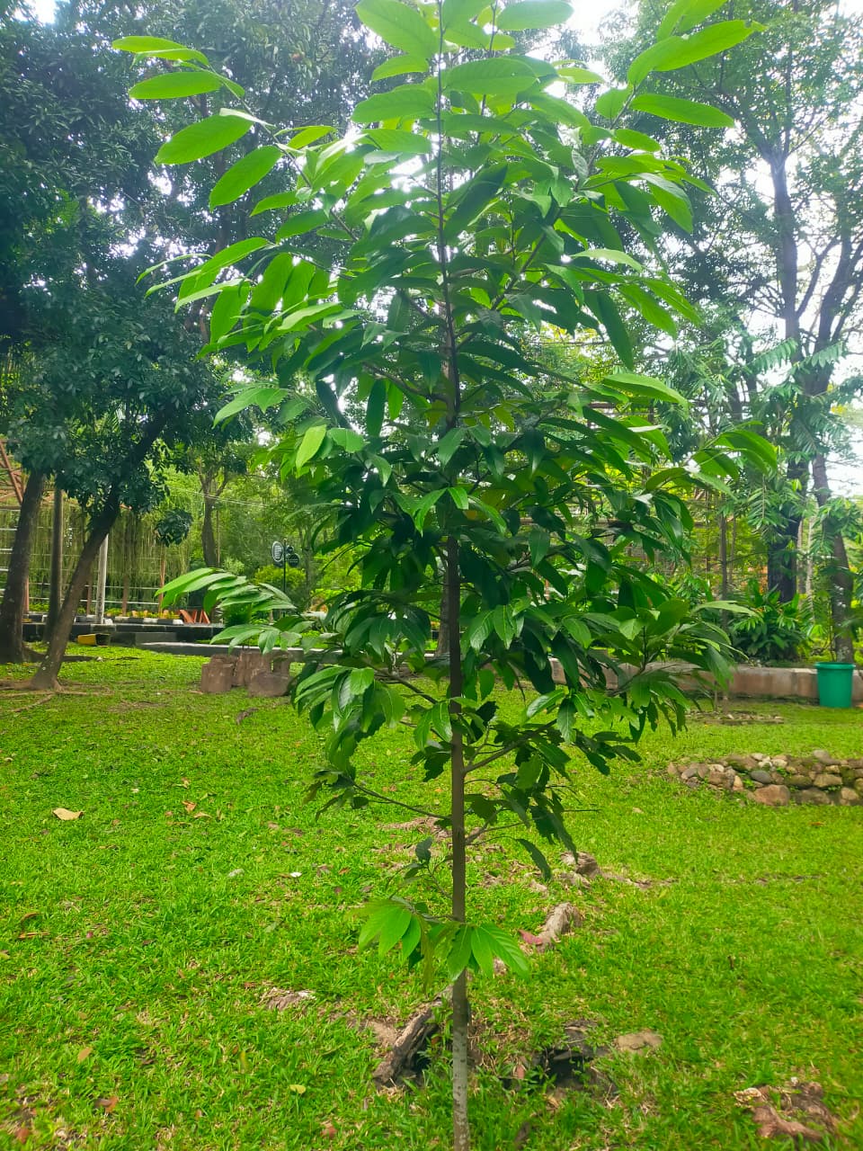 Polyalthia lateriflora