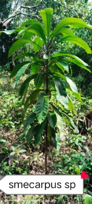 Semecarpus sp ( pohon kacang penanda )
