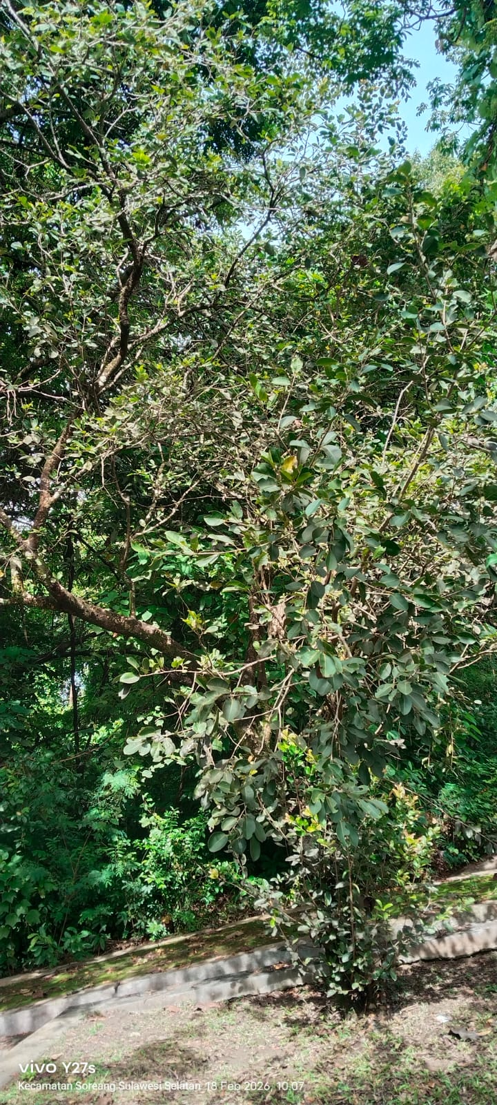 Syzygium cumini ( jamblang )