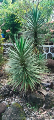 Yucca aloifolia ( Tombak Raja )