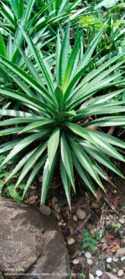 Agave univittata ( Agave pita tengah )