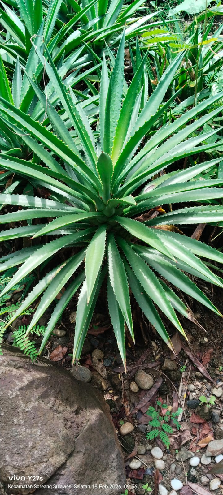 Agave univittata ( Agave pita tengah )