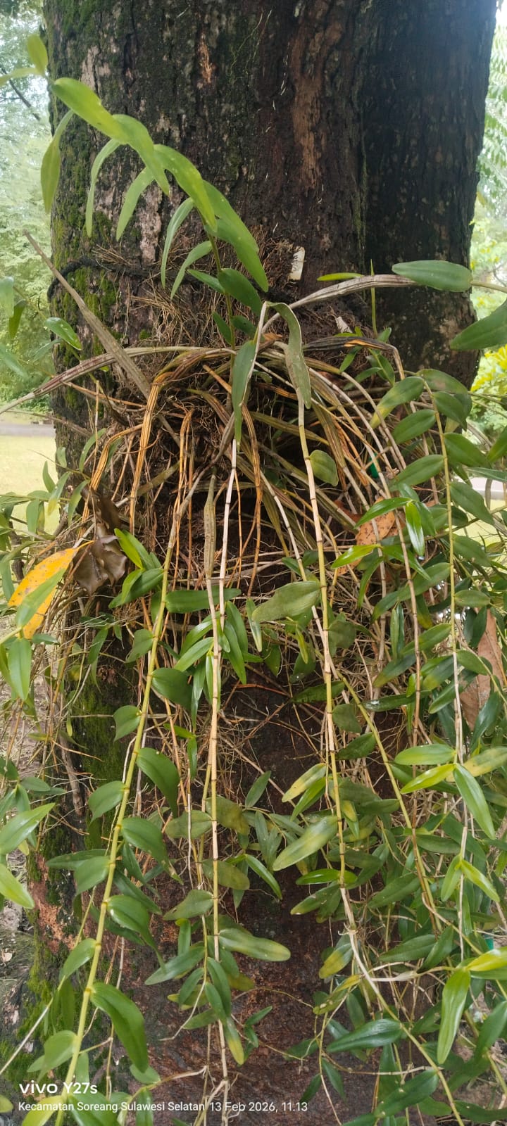 Dendrobium crumenatum ( anggrek merpati )