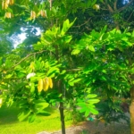 Diospyros Blancoi ( pohon buah bisbul / buah mentega )