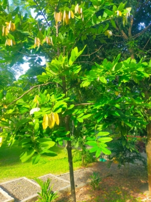 Diospyros Blancoi ( pohon buah bisbul / buah mentega )
