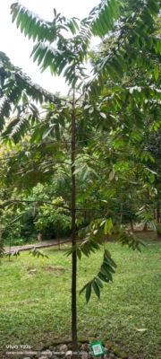 Diospyros Celebica ( kayu hitam )