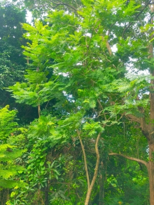 Jacaranda mimosifolia ( pohon jakaranda )