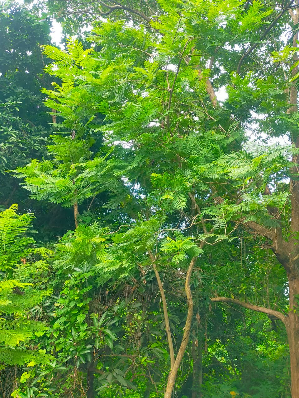 Jacaranda mimosifolia ( pohon jakaranda )