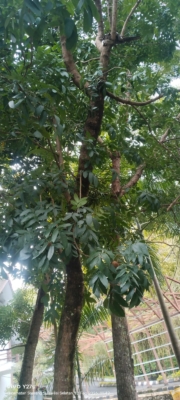 Swetenia macrophylla king ( mahoni )