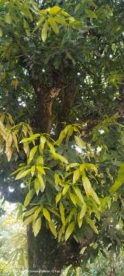 mangifera indica ( Mangga )