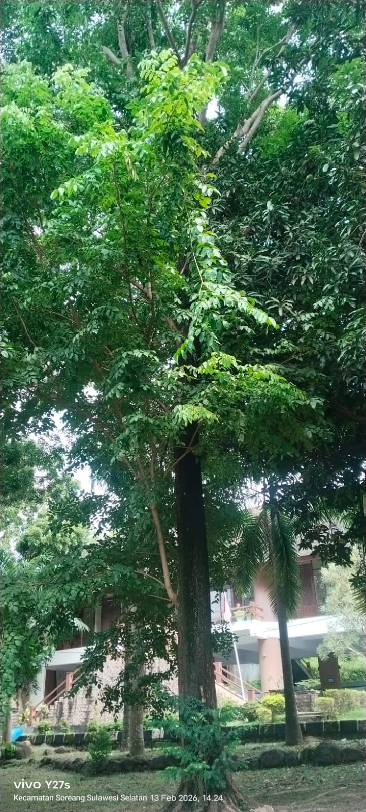 Pterocarpus indicus Willd ( Angsana )