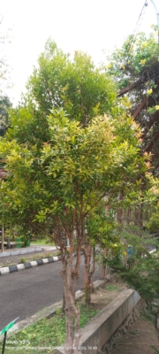 syzygium myrtifolium ( pucuk merah )