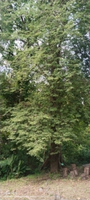 Tamarindus indica ( Asam jawa )