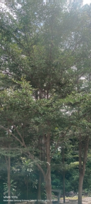 Terminalia mantaly ( Ketapan kencana )