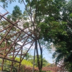 Vitex cofassus ( bitti )