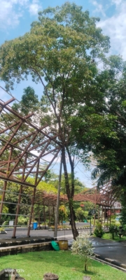 Vitex cofassus ( bitti )